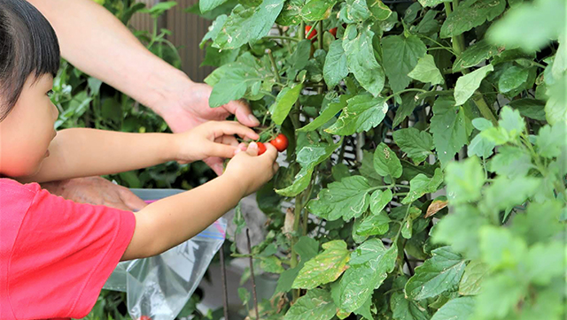 花と野菜のふれあい体験活動