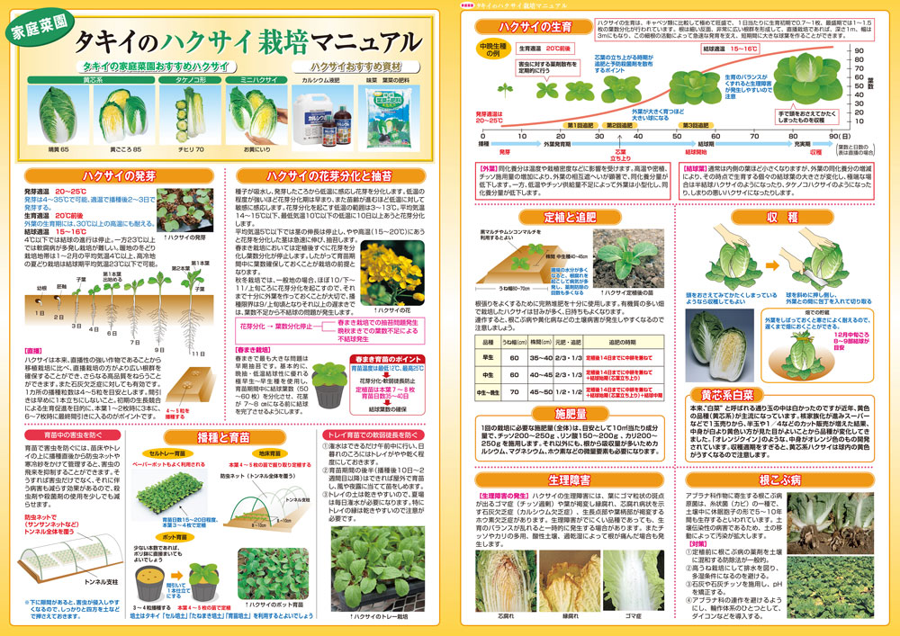 株式会社ホームセンターアグロ | 寒さで完熟 早春白菜